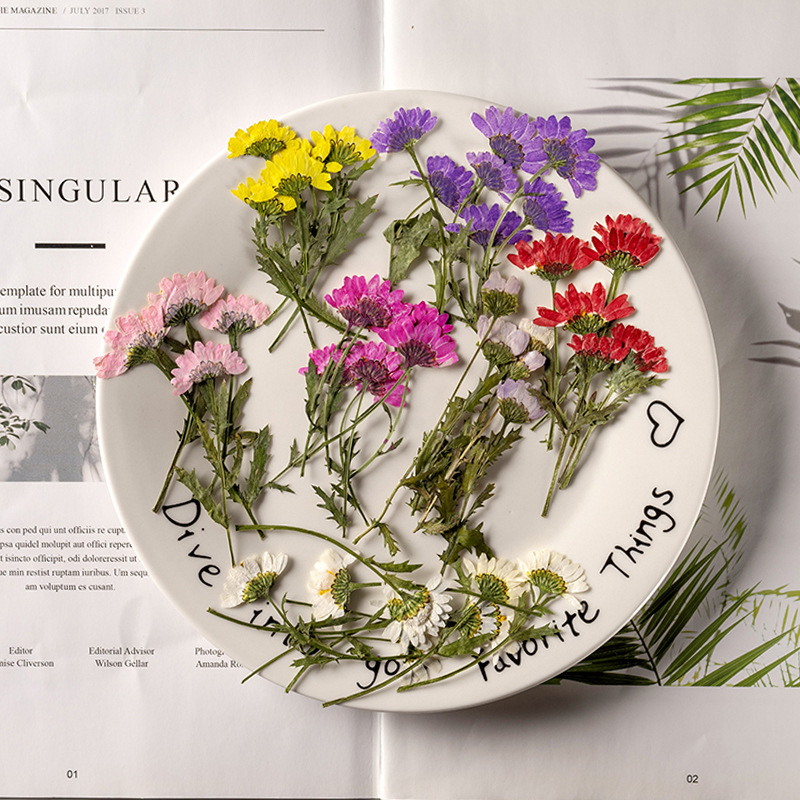 Dried Flower Bookmark - 5-8cm/24 Stück, Seitlich Gepresste Kristallchrysantheme mit