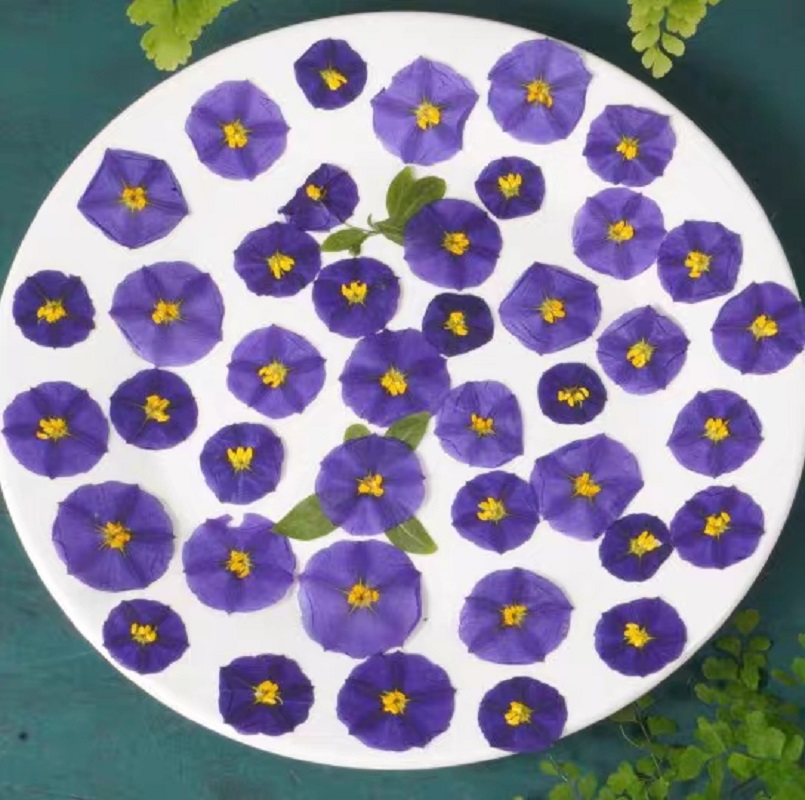 100 stücke Gedrückt Getrocknet – Dried Flower Bookmark Bewertung und Preis